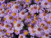 Purple British Cemetry Flowers.JPG (88398 bytes)
