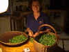 Harvesting Beans 2.JPG (88553 bytes)